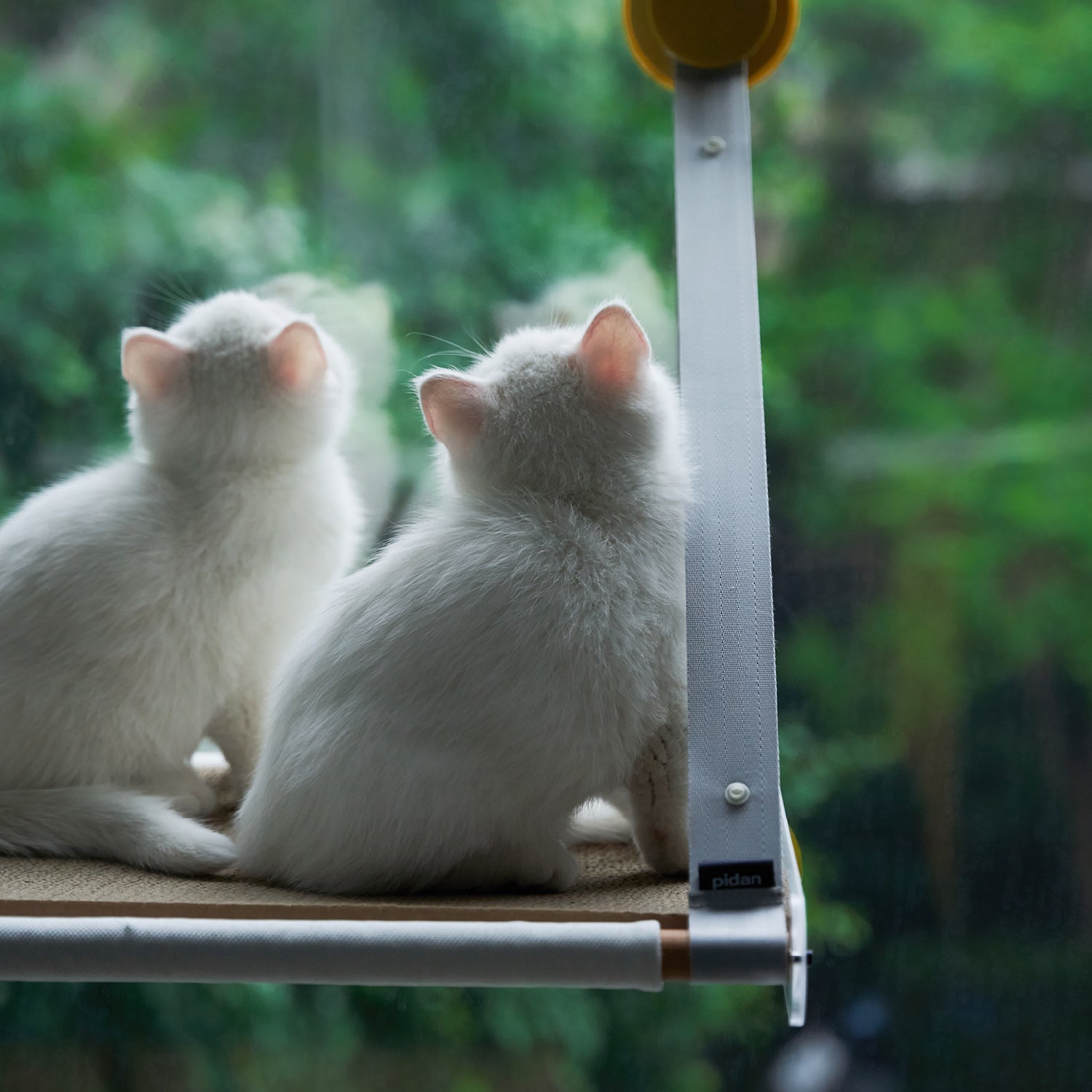 PIDAN Cat Window Perch - Sunbathing Time